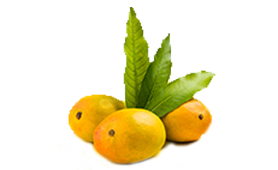 Mango-alphonso